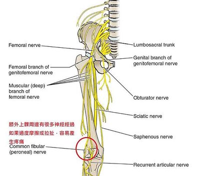 knee nerve anatmoy.JPG