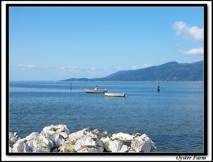 Blau Oyster Farm