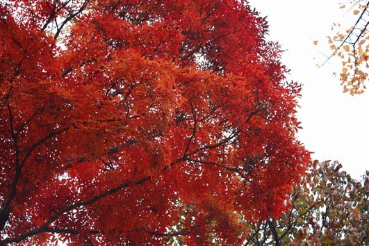 這棵楓葉也太紅了吧~