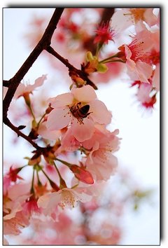 蜂與櫻3