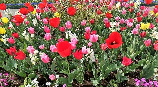 濱松花卉主題公園 (18)