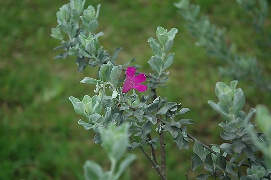 紅花玉芙蓉.JPG