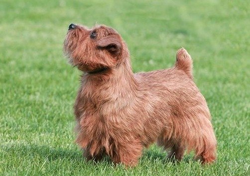 捕鼠神器/諾福克㹴犬本就屬於小型獵犬，幾乎不用訓練，就能有效
