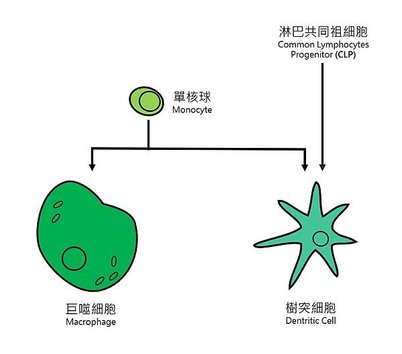 Monocyte Family.jpg