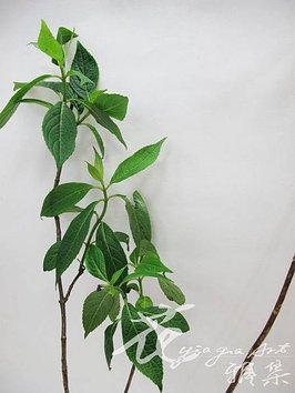 白蝴蝶(華八仙)(春)1.jpg