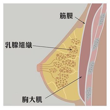 乳房組織修