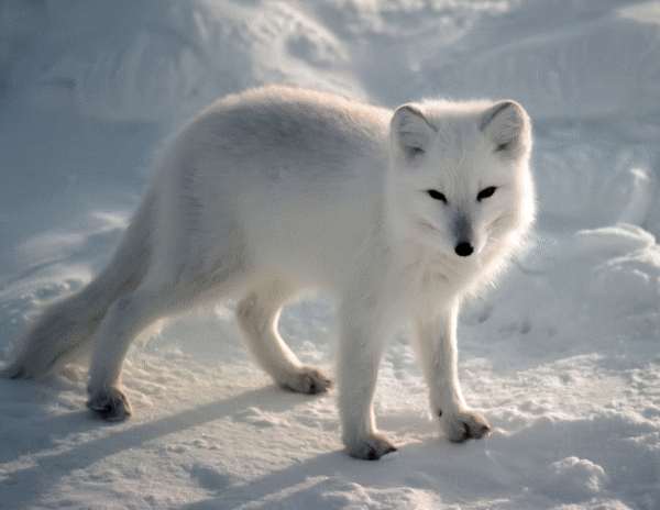 arcticfox.gif