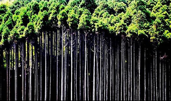 電影「古都」的舞台　京都・北山杉之里 中川