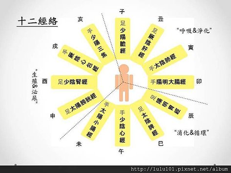 十二經脈的作用與名稱.JPG