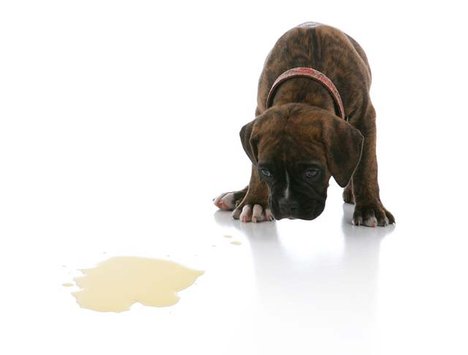 dog8