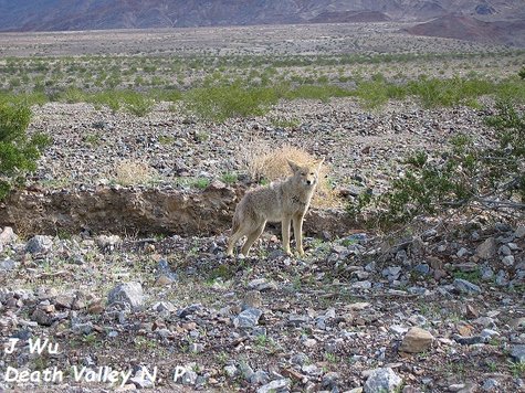 Death Valley NP (22).JPG