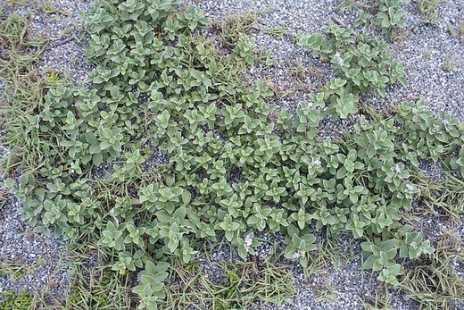 20100711 061.jpg