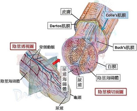 陰莖橫切面圖%26;透視圖.jpg