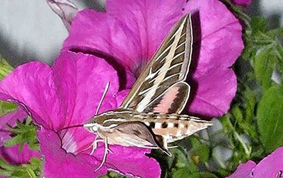moth.jpg