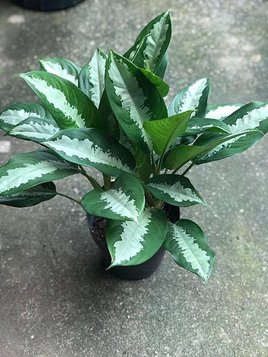 Aglaonema Pattaya Beauty.jpg