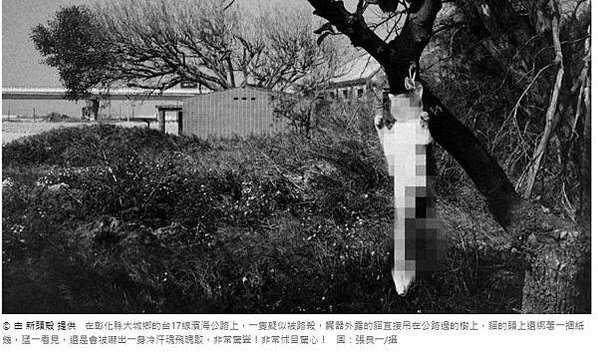 貓鬼『死貓吊樹頭死狗放水流』《台灣慣習記事第壹卷．第十一號．