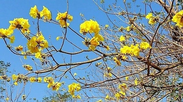 黃金風鈴木 (1)
