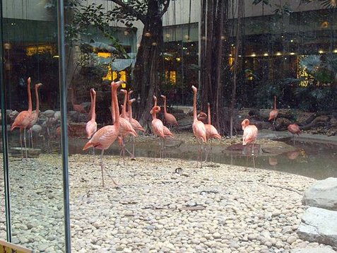 長隆野生動物園