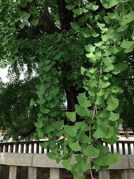IMG_2670