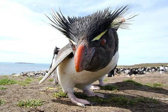 Rockhopper-curious-WPebble-750px