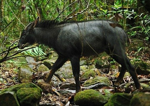 臺灣石獅,狛犬/飛獅終代替了飛虎/寺廟簷飾/孔廟+及通天柱/