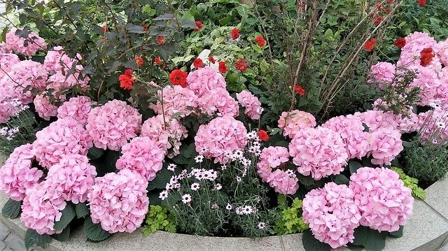 濱松花卉主題公園 (7)