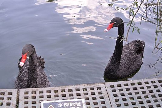 DSC_4543.jpg