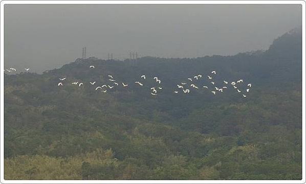 金山小白鶴_076.jpg