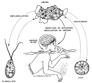 巴基斯坦出現專吃大腦寄生蟲(brain-eating amoeba) -
                大腦寄生蟲