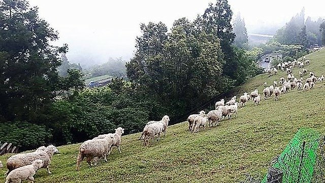 清境農場