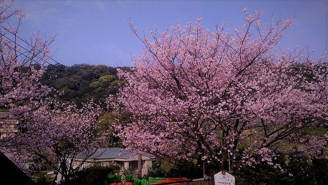 平菁街93巷 (3)