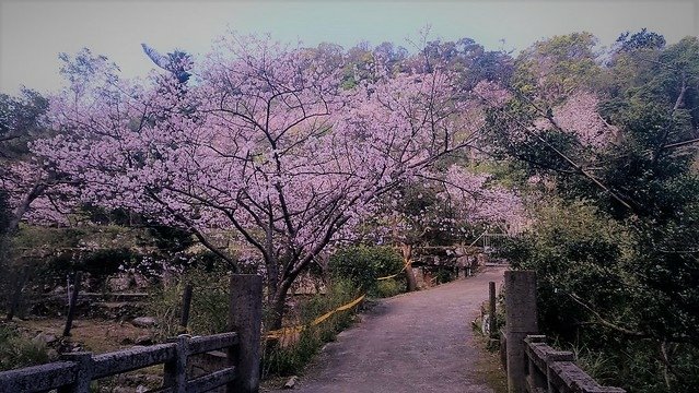 平菁街93巷 (2)