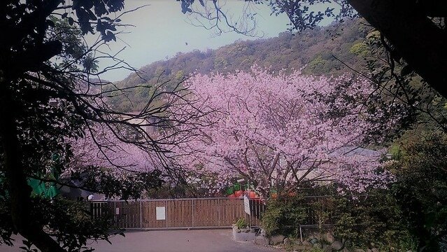 平菁街93巷 (1)