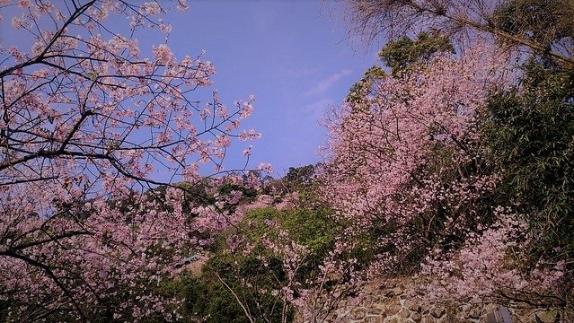 平菁街93巷 (6)