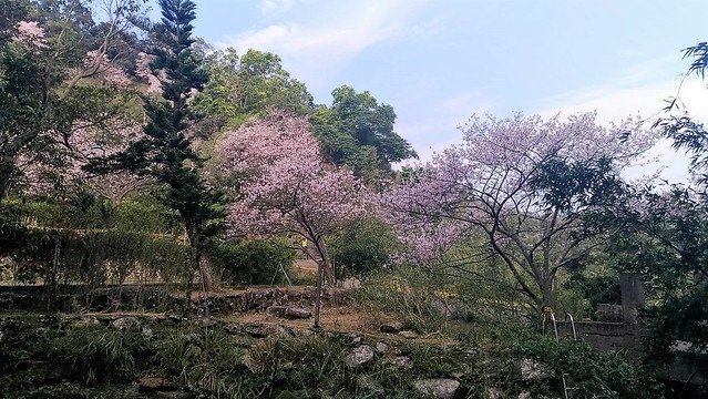 平菁街93巷 (7)