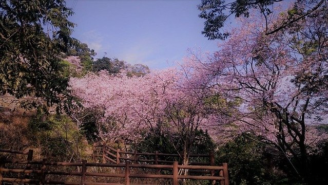 平菁街93巷 (5)