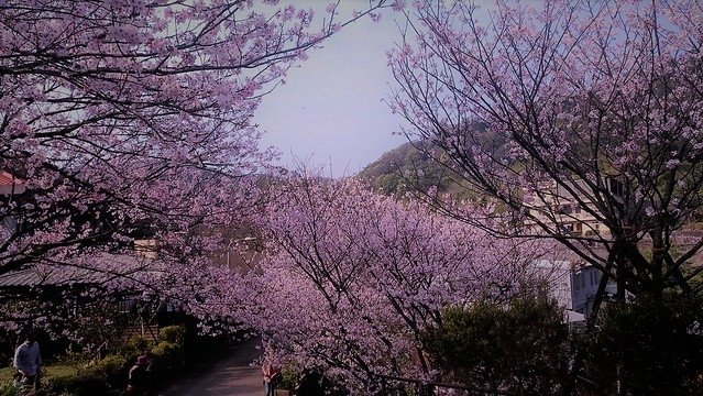平菁街93巷 (4)