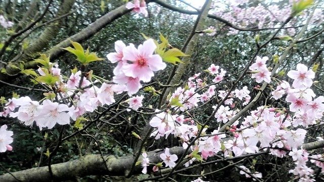 菁山路]松園 (2)