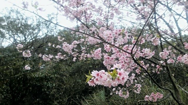 菁山路]松園 (3)