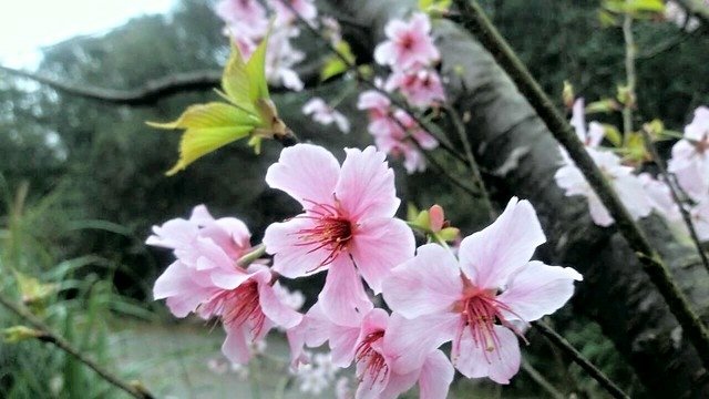菁山路]松園 (5)