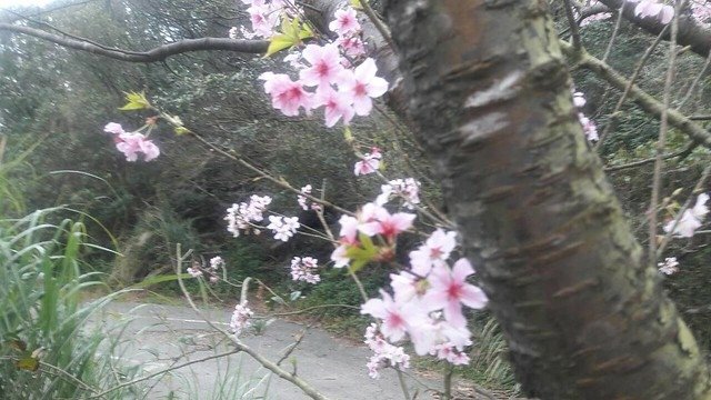 菁山路]松園 (6)