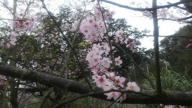 菁山路]松園 (7)