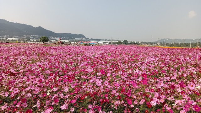 新社花海