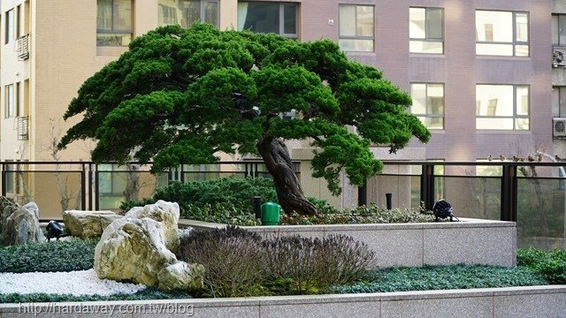 百年真柏