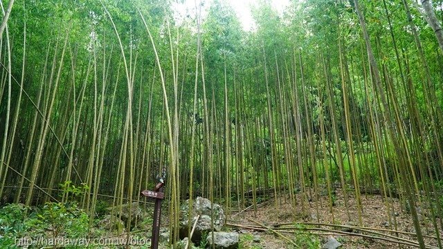 八仙山森林遊樂區步道