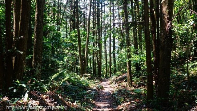 八仙山森林遊樂區步道