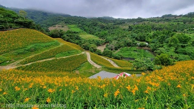 天山農場金針花海