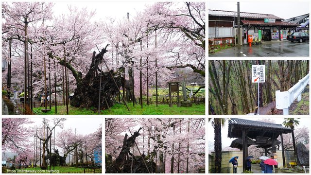 日本三大名櫻山高神代櫻