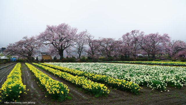 日本百大賞櫻景點