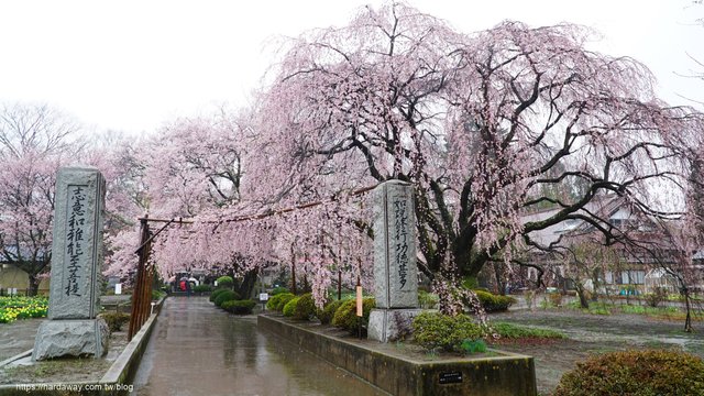 身延山久遠寺枝垂櫻子櫻